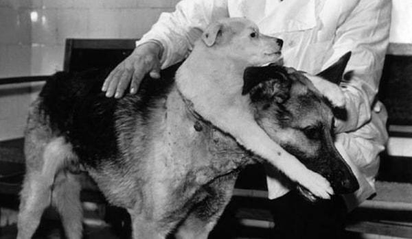 Demikhov, bu deneyde başarı sağlayabilmek için 20'den fazla köpek kullanmış ve en sonunda başarılı bir sonuç elde edebilmiş.