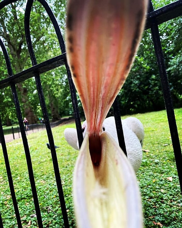 11. Планировался снимок пеликана...