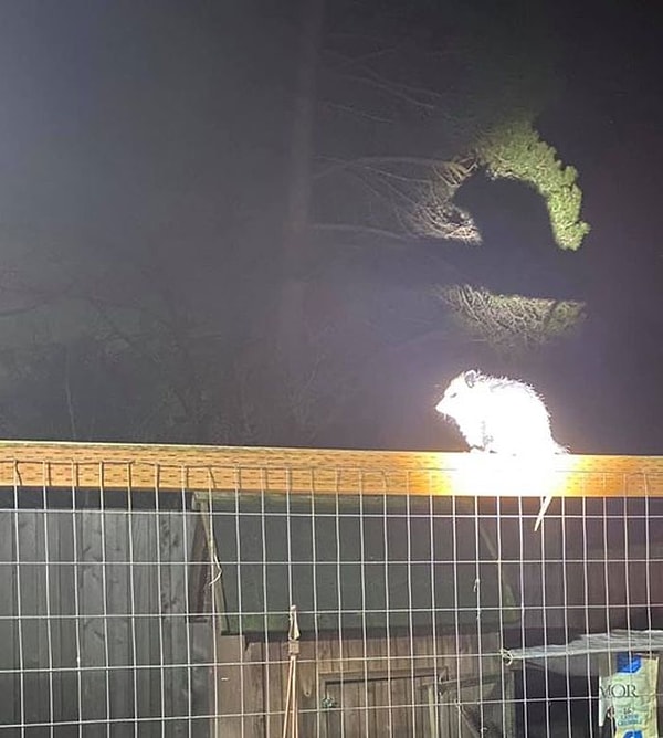 15. Мы транслируем сигнал опоссума только в самых тяжелых аварийных ситуациях, связанных с мусором.