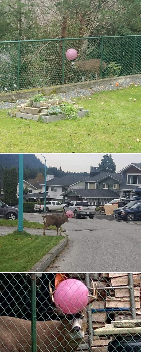 20. Величественный чернохвостый олень. Мы немного поиграли, но что-то пошло не так.Но без паники! Самцы отбрасывают и отращивают рога каждый год. Так что, этот парень должен будет выглядеть как придурок всего пару месяцев.