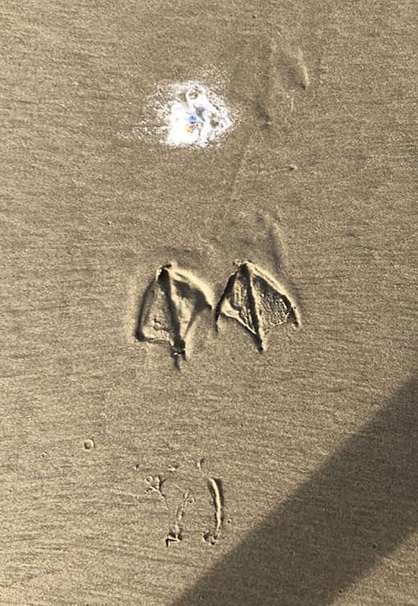 21. Мой сын-подросток уехал на побережье. Я попросил посмотреть сделанные им фотографии, и вот, что нашел.