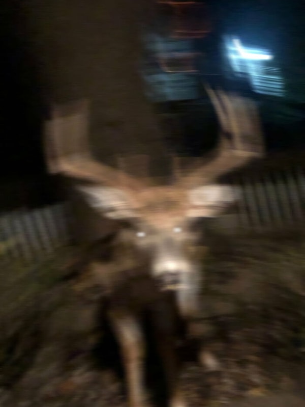 24. Услышал шум снаружи. Сначала подумал, что это был тот дружелюбный енот, которого я видел несколько раз на этой неделе и приготовил камеру своего телефона, чтобы сделать его снимок. Однако открыв дверь, увидел это...