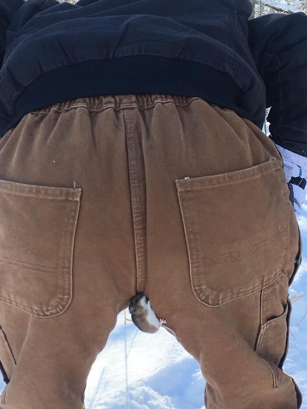 25. Снимок сделан пару лет назад во время проверок деревянных ящиков для уток на работе. Эта маленькая херня и ее друзья выпрыгнули из ящиков (зимой гнездятся в ящиках). Я жутко перепугался, потому что не хотел, чтобы они заползали мне в штаны. Мой коллега нашел одного и сфотографировал для потомков.