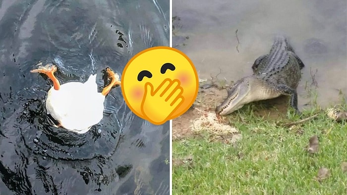 25 непрофессиональных снимков дикой природы, которые настолько плохи, что в этом их прелесть!