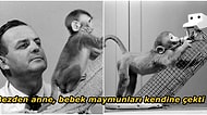 Yavru Maymunları Annelerinden Ayırarak Yapay Annelere Mahkum Eden Acımasız Harlow Deneyi
