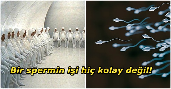 Kuyruğuna Kuvvet! Penisten Çıktıktan Sonra Yumurtalığa Doğru İlerleyen Spermlerin Kıyasıya Mücadelesi