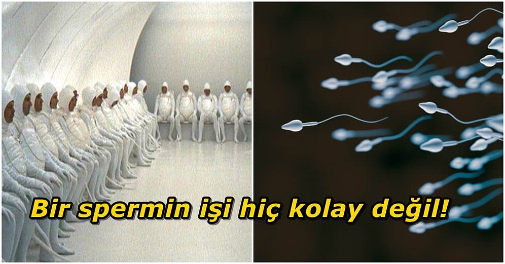 Kuyruğuna Kuvvet! Penisten Çıktıktan Sonra Yumurtalığa Doğru İlerleyen Spermlerin Kıyasıya Mücadelesi