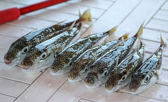 Siyanür Kadar Güçlü Zehri Olan 'Balon Balığı' Tehlike Saçıyor