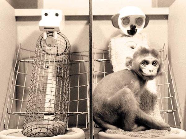 Bu maymunlara iki farklı anne veriliyor. Bunlardan biri tamamen tellerden yapılmış bir sahte anne olurken, diğeri yine tel olan fakat tellerin üzerine yumuşak bir kumaş ile beden oluşturulan sahte annedir.