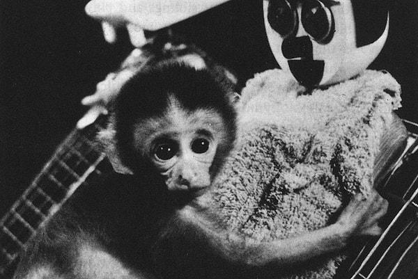 Deney gerçekleşirken Harlow bazen tel anneye bazen de kumaş kaplı anneye biberon vererek maymunları yönlendirmek ister.