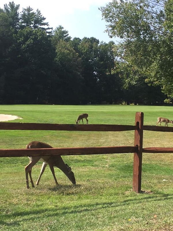 5. Обратите внимание на пару действительно крошечных оленей прямо на заборе.