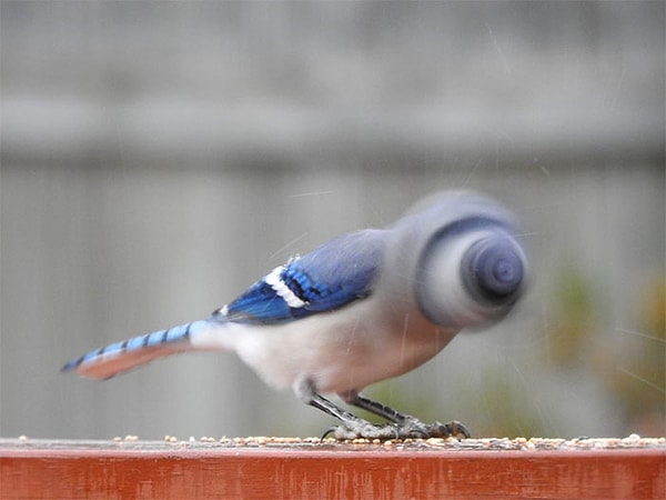 6. Какая необычная птица приземлилась на моей палубе этим утром!