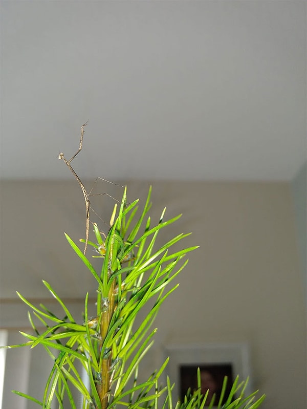 7. В этом году мы решили использовать менее традиционные украшения для верхушки деревьев.