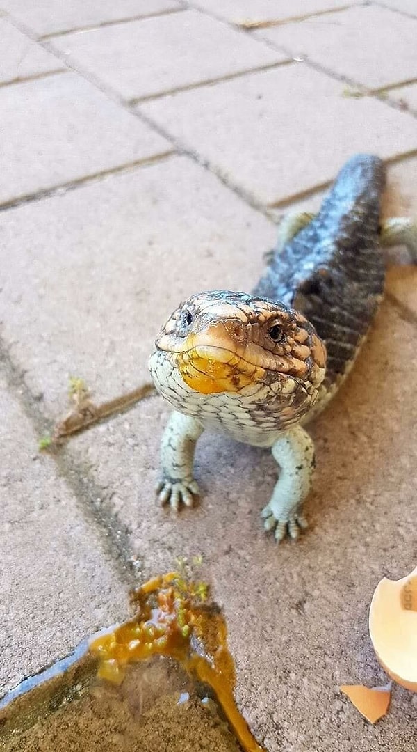 15. Если вы когда-нибудь задумывались, как выглядит счастливый чешуйчатый щенок, вот вам наглядное пособие.