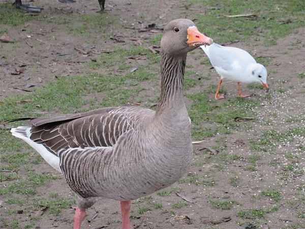 22. Ой, показалось.