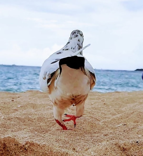 23. Его походка изменилась после того, как его накормили :)