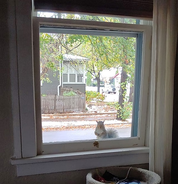 24. Мой отец страдает слабоумием и не может вспомнить, как называются белки, поэтому он называет их дырками. Как я понимаю,"дырки" повсюду.