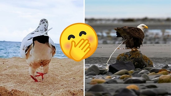 25 непрофессиональных снимков дикой природы, которые настолько плохи, что в этом их прелесть! (Новые фото)