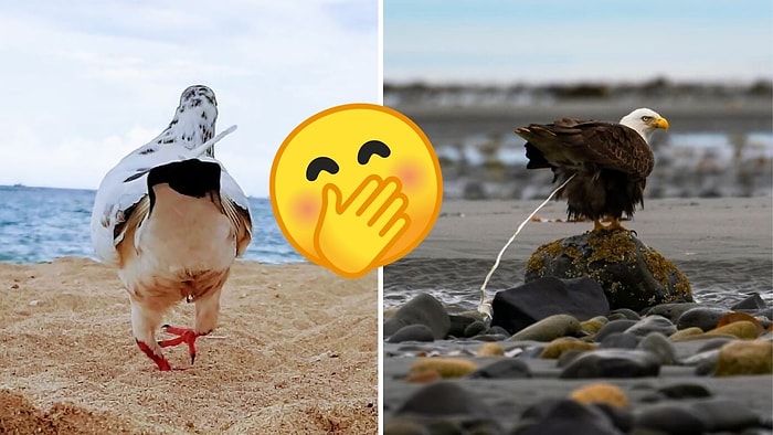 25 непрофессиональных снимков дикой природы, которые настолько плохи, что в этом их прелесть! (Новые фото)