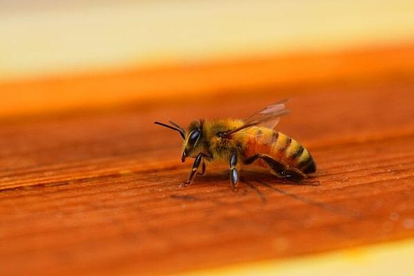 5. Bal arısı zehri, agresif meme kanseri hücrelerini hızla öldürür ve zehrin ana bileşeni kemoterapi ilaçlarıyla birleştirildiğinde, tümör büyümesini azaltmada son derece etkilidir.