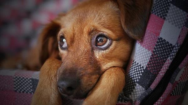 10. Köpeklerin bakışları, evcilleştirilmelerinden bu yana değişmiştir: