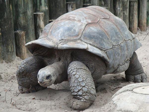 16. 2019 yılında Galápagos'da yeniden keşfedilen dev bir kaplumbağa türünün 113 yıl boyunca neslinin tükendiğine inanılıyordu.