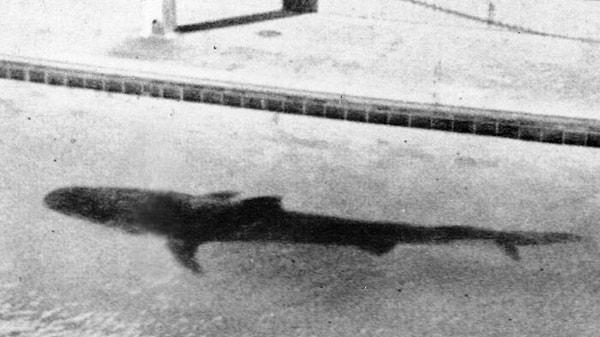 19. 1935'te yeni inşa edilen bir Sidney akvaryumunda; bir kaplan köpekbalığı, yakın zamanda kaybolan bir adama ait olan insan kolunu kustu...