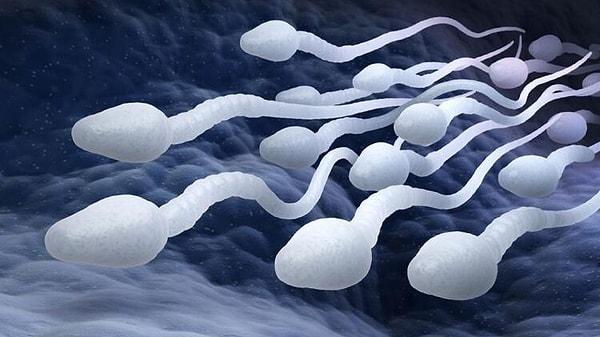 Önce spermi bir tanıyalım...