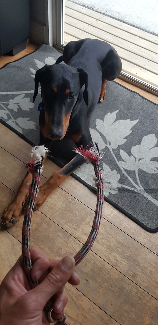 6. Мой доберман Джанго прогрыз его поводок, теперь он - Джанго освобожденный.