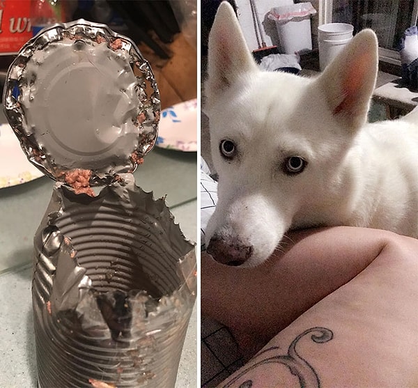 7. *Ни один песик не пострадал* Он отгрыз 3 банки с едой, дабы накормить своего братика и сестричку.