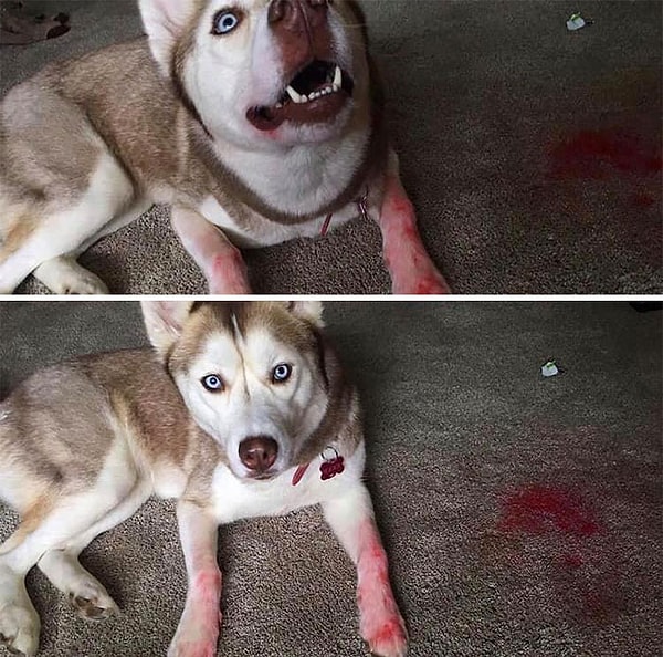 11. Однажды утром я проснулась из-за шума, и подумала, что мой хаски убил кого-то снаружи. Но нет, как оказалось, это всего лишь помада