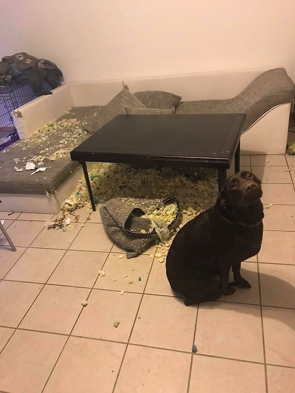 14. Приветик, меня зовут Луна, и я скучал по тебе, пока ты был на работе.