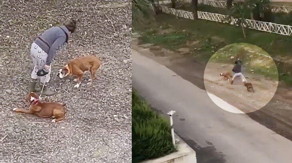Biri Tasmalı Diğeri Tasmasız 2 Köpeğini Döven Kadının Tepki Çeken Görüntüleri