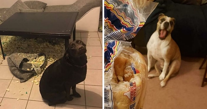 Ну как тут злиться: Люди делятся фотографиями своих непослушных собачек, которые в чем-то провинились