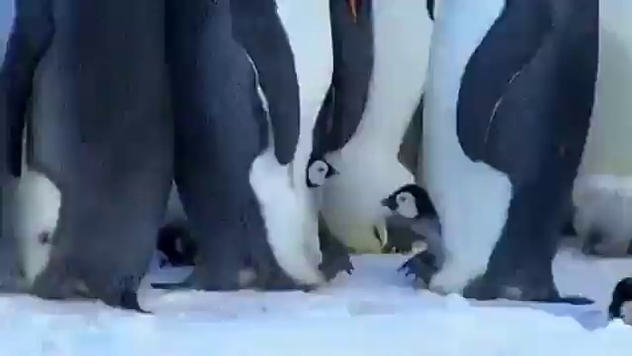 Kardeşi ile Didişen Yavru Penguenin Annesinin Gazabına Uğradığı Üzücü Anlar