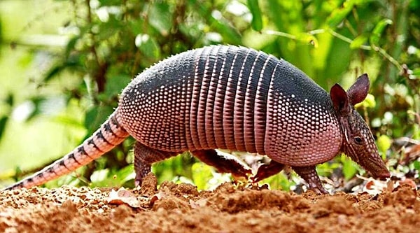 8. Броненосцы практически всегда рожают по четыре детеныша.