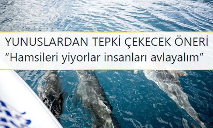 Akademisyenden Tepki Çeken Öneri: 'Yunusları Avlayalım, Ciddi Şekilde Hamsi Tüketiyorlar'