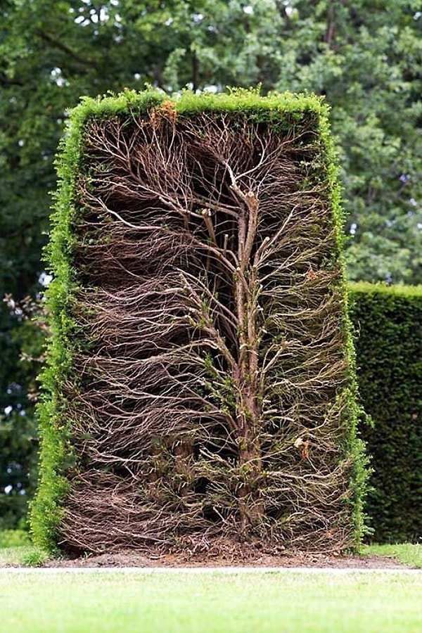 12. Живая изгородь в разрезе