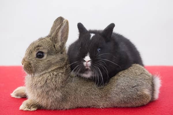 4. Нерожденные кролики