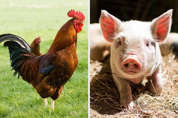 10. Кокентрис