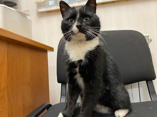 А сейчас котик ждет своего нового имени