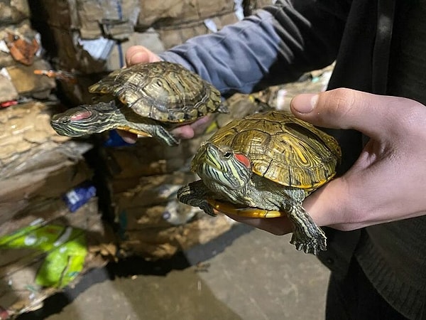 И две красноухие черепахи-слайдеры