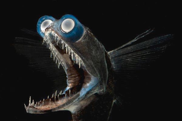 4. Kendinden boyut olarak çok daha büyük balıkları tek hamlede avlayabilen bir teleskop balığı: