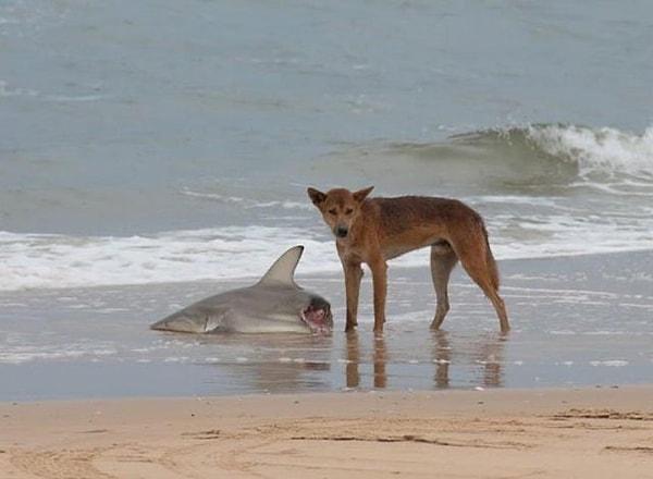 8. Köpek balığı avlayan bir yaban köpeği: