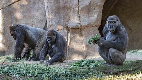 Öksürük Başlayınca Test Yaptılar: Gorillerde Koronavirüse Rastlandı