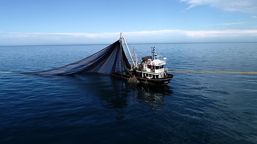 Karadeniz'de Bir İlk; Balıklar Tersine Göçe Başladı