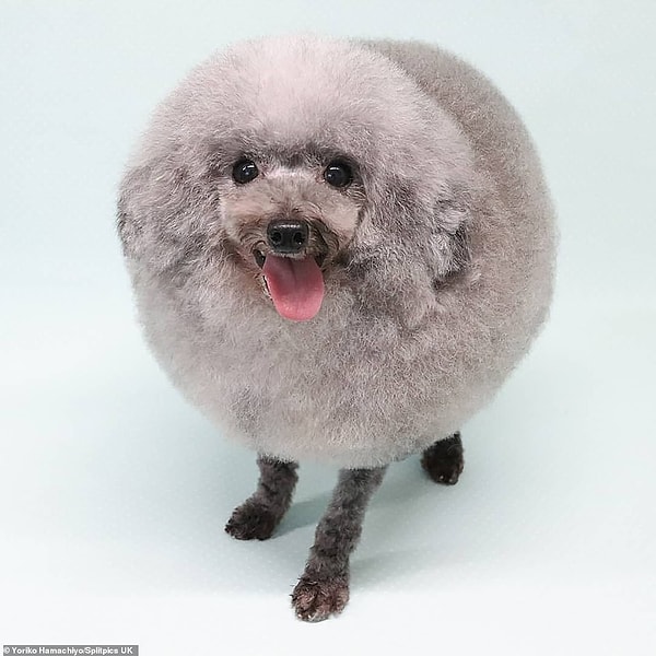 Хорошая прическа: японский пудель, кажется, доволен своей новой стрижкой, которая делает его похожим на овцу.