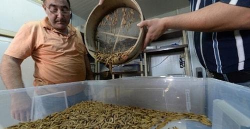 Un Kurdu Sofralara Geliyor! AB'de Böcekli Yiyeceklere Yeşil Işık