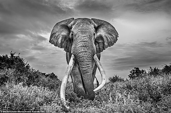 Слон Тим гуляет по кустарникам в Тави, недалеко от Амбосели, Кения, в январе этого года. Британский фотограф Мишель Гхатан, получивший за этот снимок почетную награду в категории дикой природы, провел три дня со слоном и сказал: "Его красота вызывает уважение. Быть так близко - это ошеломляющий опыт. Его длинные бивни касаются земли, а уши широко раскрыты; глаза смотрят прямо на меня'
