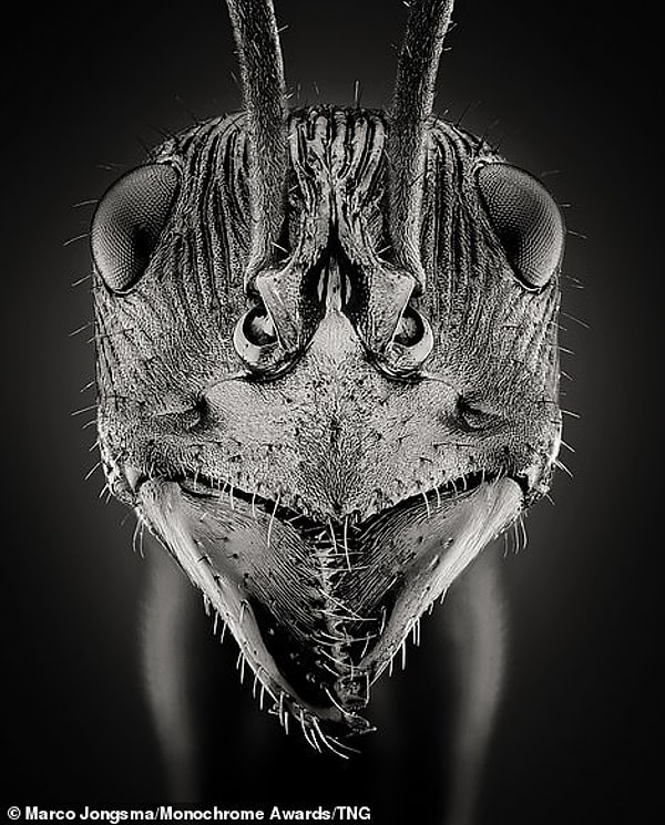 Голландский фотограф Марко Йонгсма занял второе место в категории любителей природы за портрет крупным планом муравья Diacamma из Индонезии.